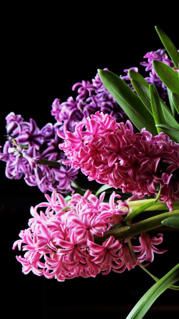 фиолетовые гиацинты