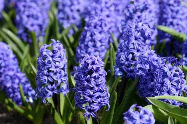 blue jacket гиацинт