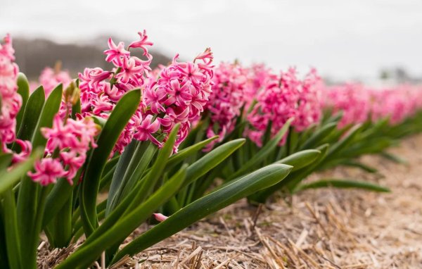 гиацинт закаспийский