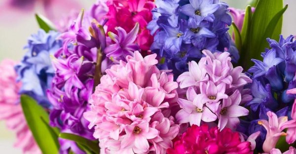 красивые букеты гиацинтов