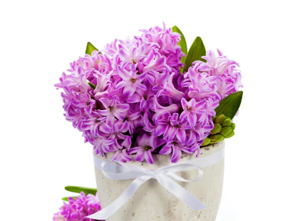 с 8 марта гиацинты