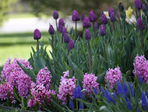 гиацинт мускари