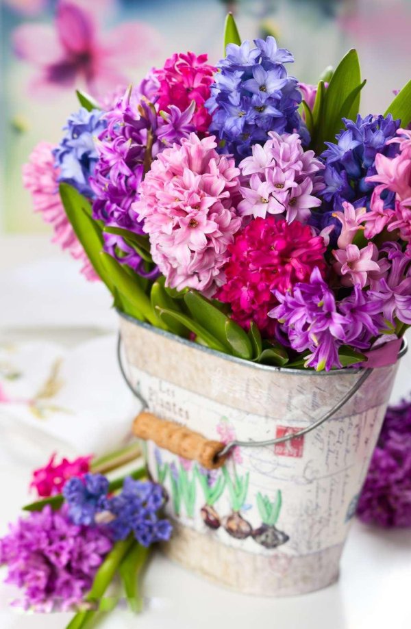 красивые букеты гиацинтов