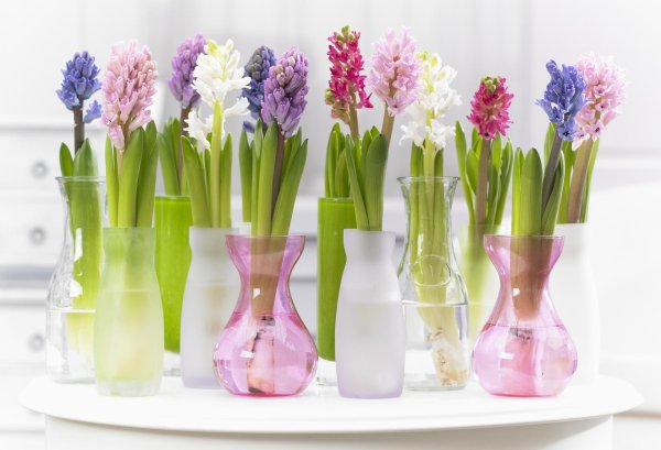 гиацинт в гидрогеле