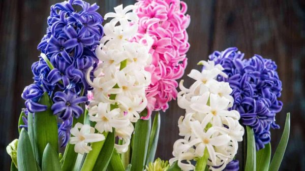 гиацинт микс