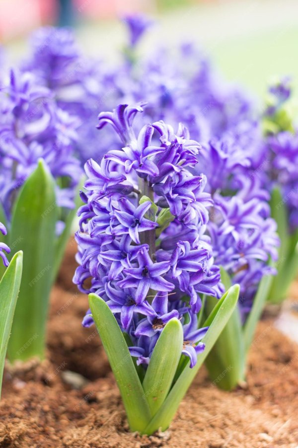 гиацинт blue star