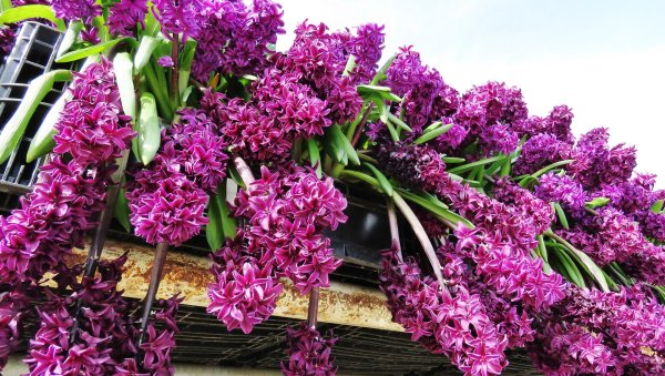 гиацинт пурпл сенсейшен