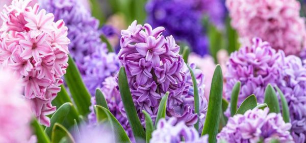 гиацинт садовый