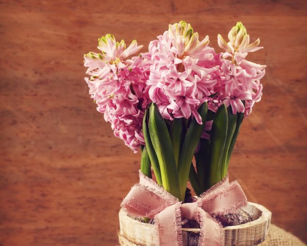 гиацинт розовый