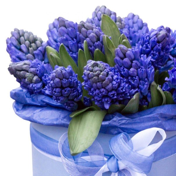 букет синих гиацинтов