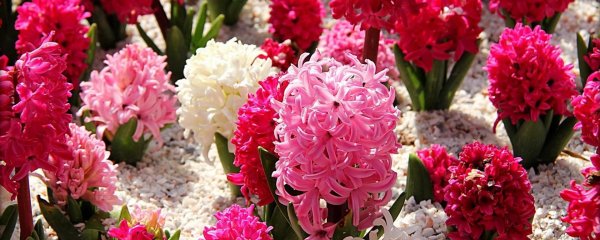 гиацинт розовый