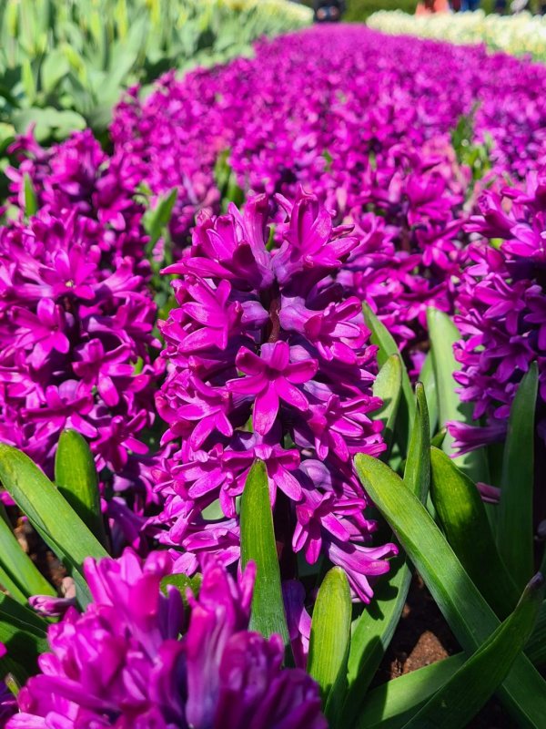 гиацинт перпл