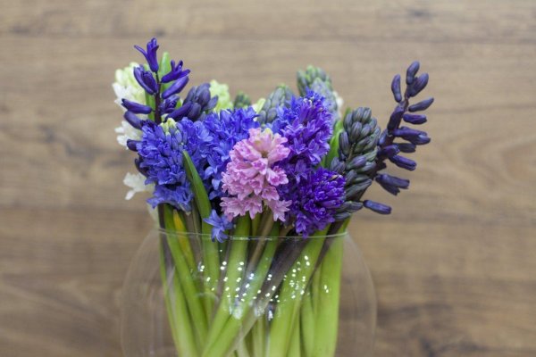 гиацинт луговой