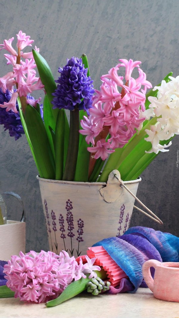 тюльпаны крокусы гиацинты