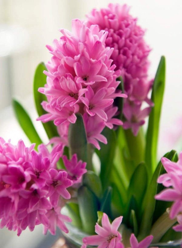 гиацинт pink pearl