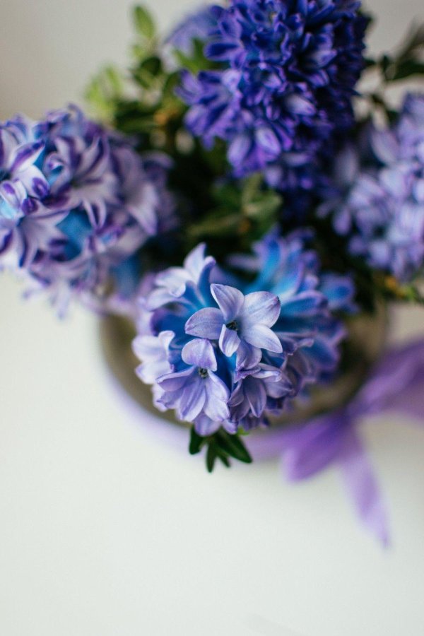 гиацинты цветы сиреневые