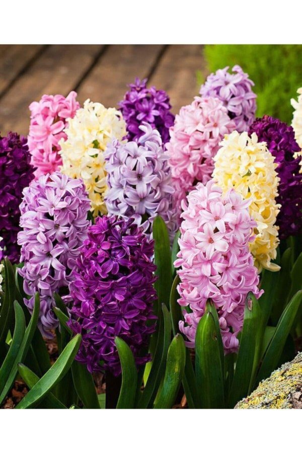 гиацинт микс