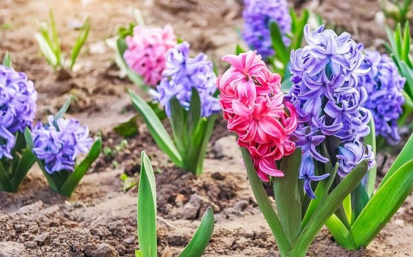 гиацинт уход