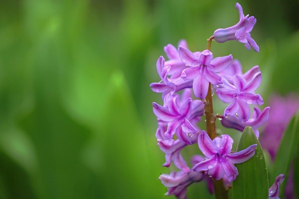 пурпурный гиацинт