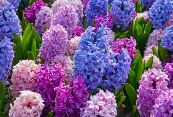 геоциния цветы