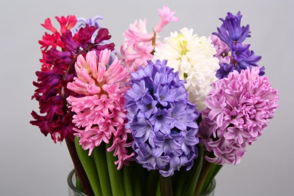 гиацинт срезка