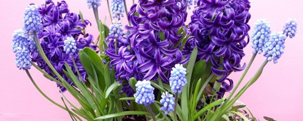 гиацинт paul hermann