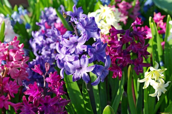 лилейные гиацинт