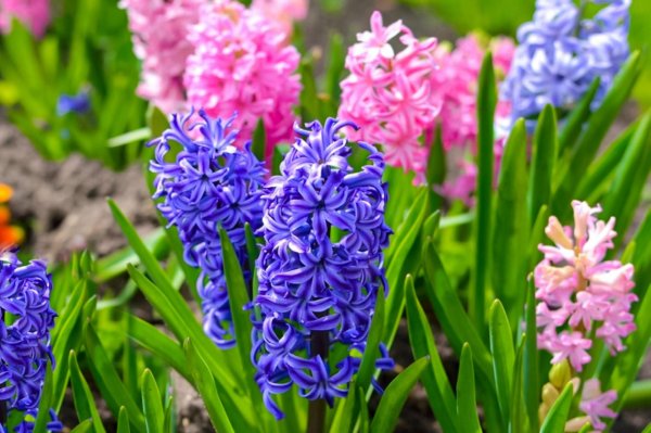 hyacinthus orientalis