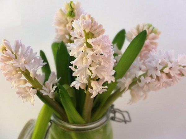 гиацинт луговой