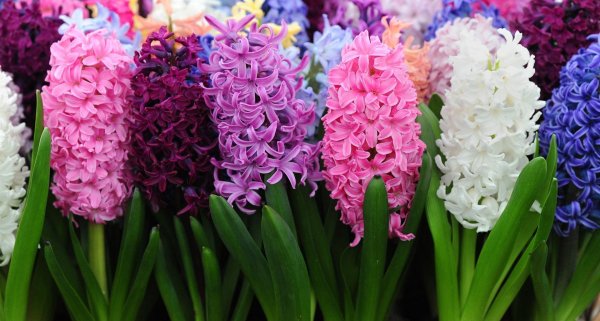 многолетники луковичные гиацинт