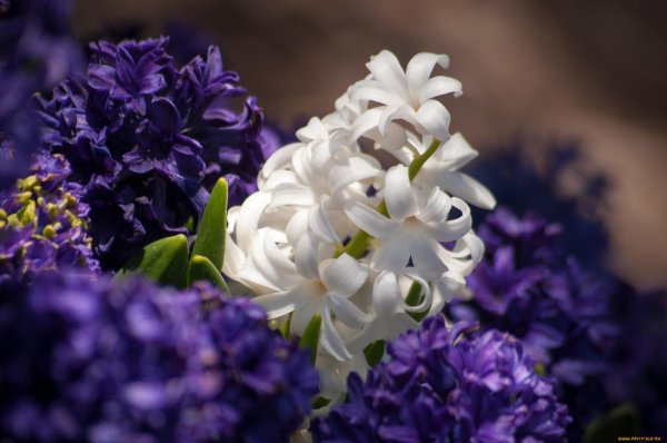 весенние цветы гиацинты