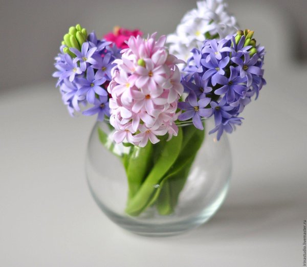 весенние цветы гиацинты
