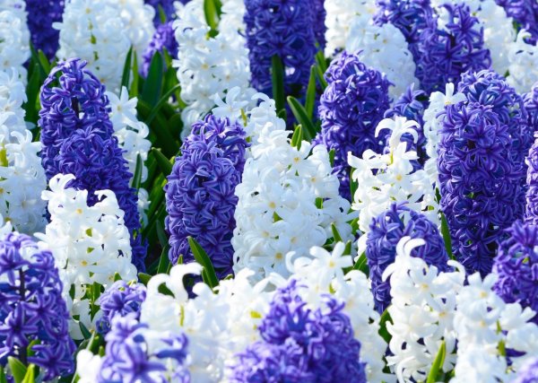 гиацинт остара