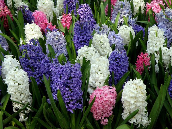 гиацинт микс