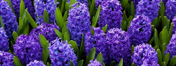 гиацинта бриджертон