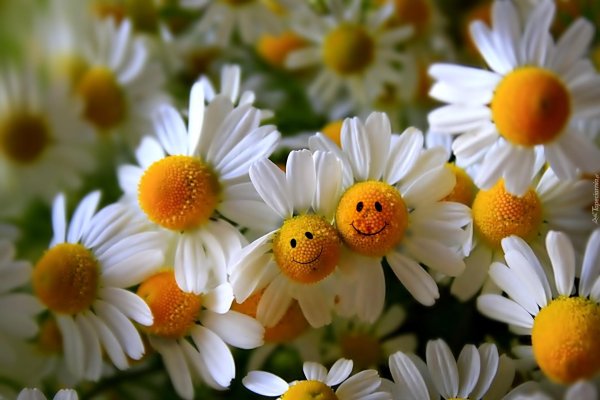 с ромашками