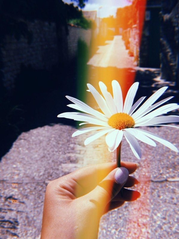 букет ромашек эстетика