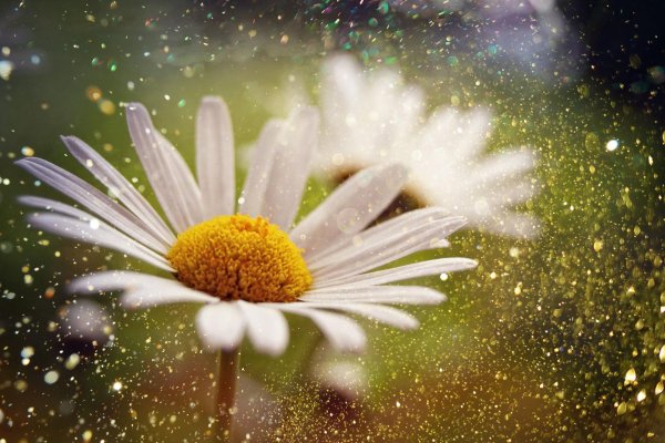 ромашки в лучах солнца