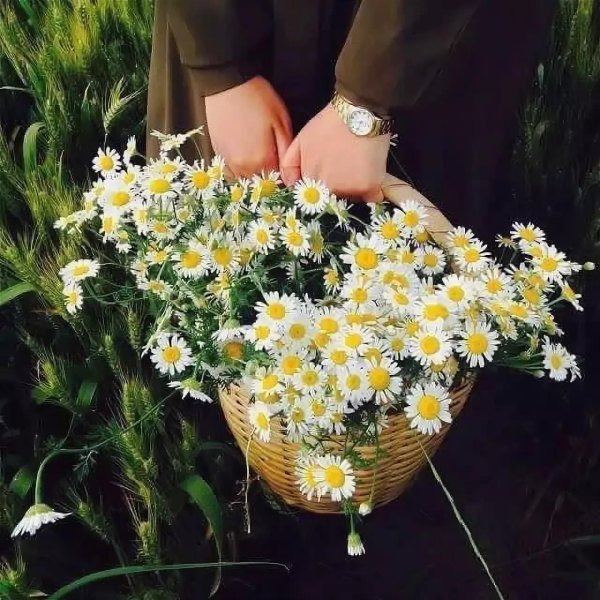 шикарный букет ромашек