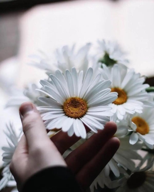 ромашка нивяник