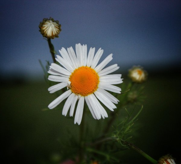 ромашки фотографии