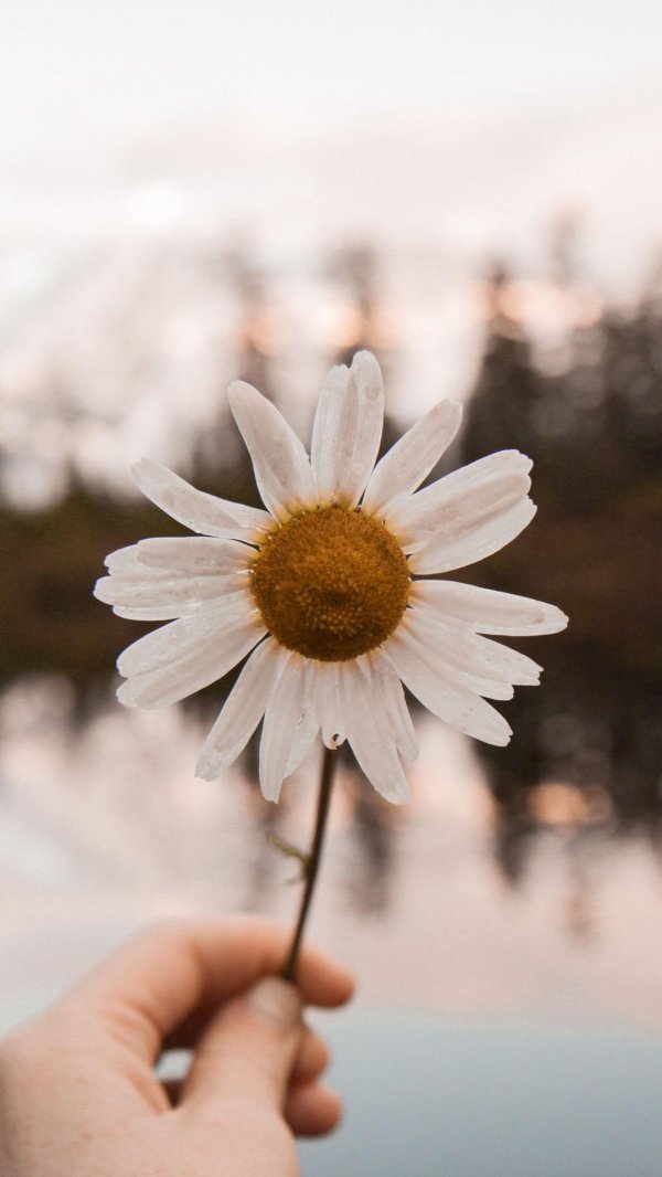 с ромашками