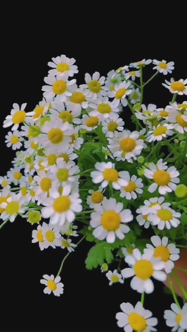 матрикария камилла