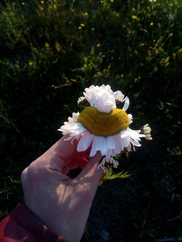 ромашки фотографии