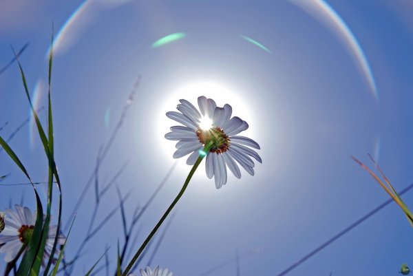 цветок и солнце