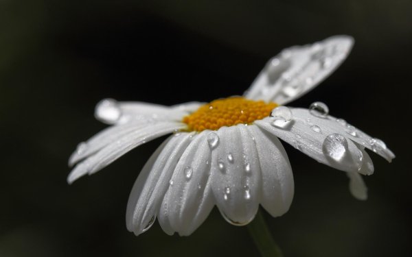 ромашки в росе