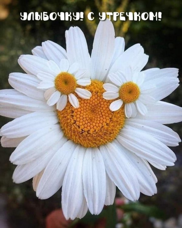 большие ромашки