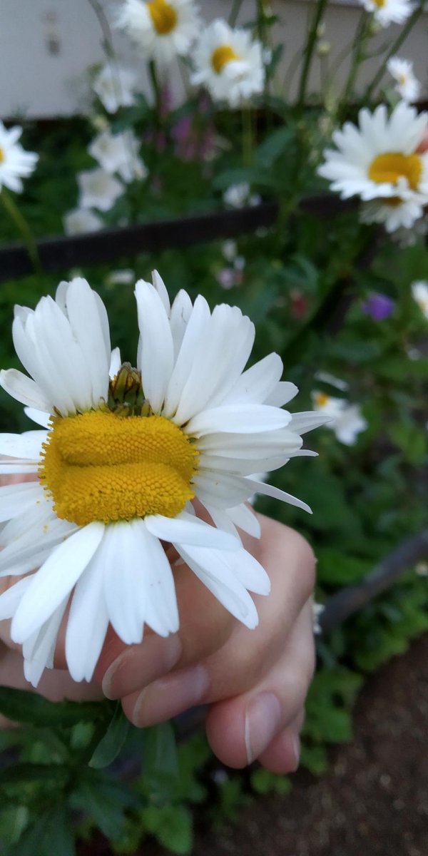 ромашки фотографии