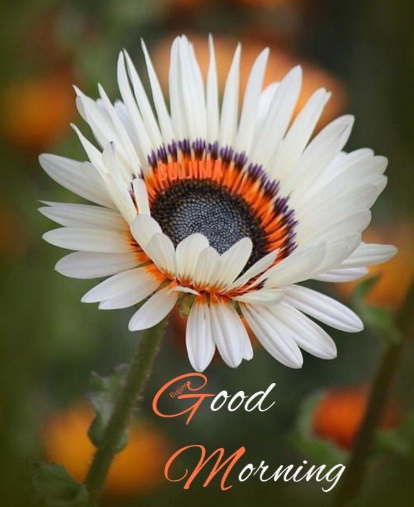 венидиум амаретто