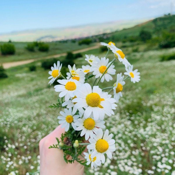 matricaria chamomilla
